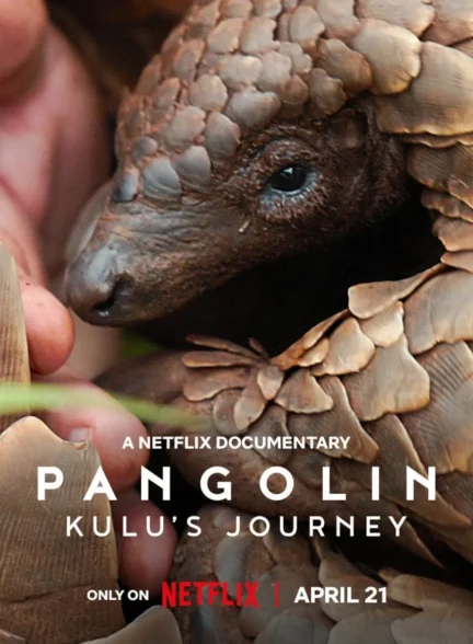 Pangolin: Kulu’s Journey / مستند پانگولین: سفر کولو